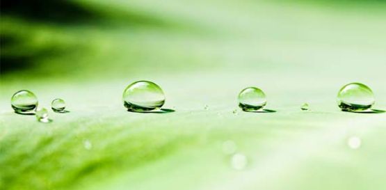 Rain drops on a leaf